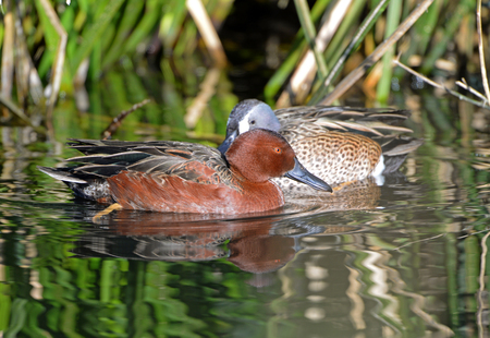 Male Cinnamon Teal swimming in a pond, Arizona, USAの写真素材