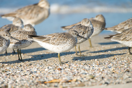 Great Knots - Queensland,  Australiaの写真素材