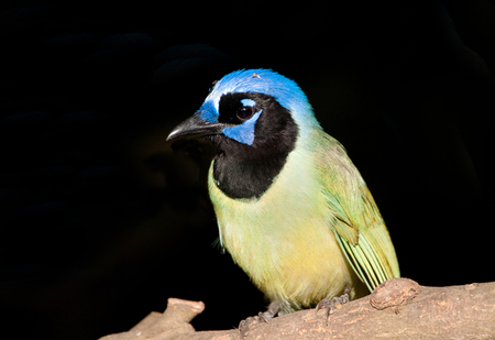 Green Jay with black  backgroundの写真素材