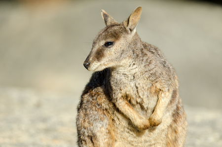 Rock Wallaby - Queensland, Australiaの写真素材