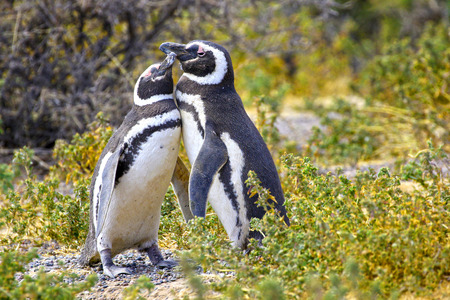 Pair of Affectionate Magellanic Penguin at PuntaTombo Reserve, Argentina. One of the largest Penguin Colony in the world, Patagoniaの写真素材