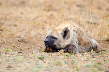 A single Spotted Hyena Sleeping, Kruger National Park, South Africaの写真素材