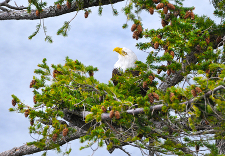 Bald Eagle hiding in Douglas Fir Tree, Vancouver Island, British Columbia, Canadaの写真素材