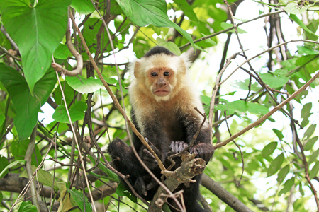 Capuchin Monkey. Punta Arenas, Costa Rica. A medium sized Monkey,  the organ grinder monkeyの写真素材