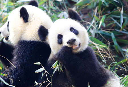 Giant Panda Eating Bamboo, Chengdu, Chinaの写真素材