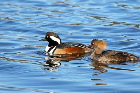 Hooded Merganser Pair swimming in Blue Water.  Male of Left, Female on Right. Canadaの写真素材