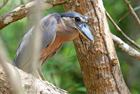 Boat-billed Heron Hiding in a Costa Rica Mangrove Forestの写真素材