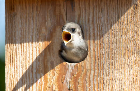 Violet-green Swallow baby in bird box, calling and waiting to be fed.  Hear me now.の写真素材