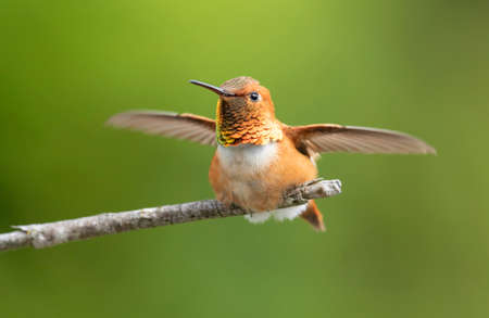 Rufous Hummingbird, Male. Sitting on a Branch with wing motion blur, green background.の写真素材