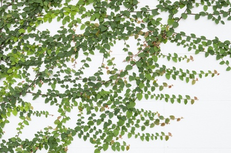 Green plant farming on concrete wallの写真素材