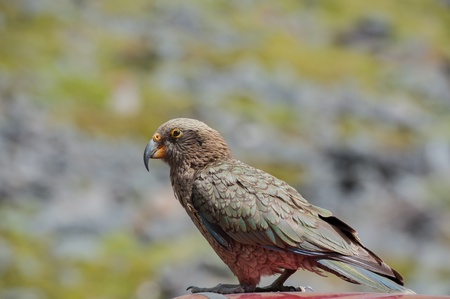 Kea, New Zealand native birdの写真素材