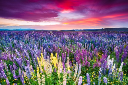 Sunset is in the flower fieldの写真素材