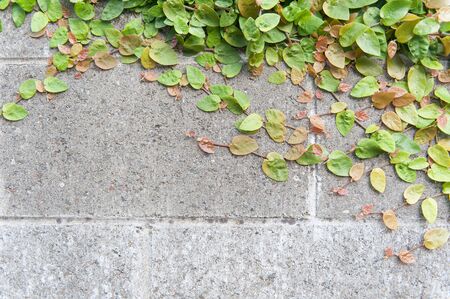 Green plant farming on concrete wallの写真素材