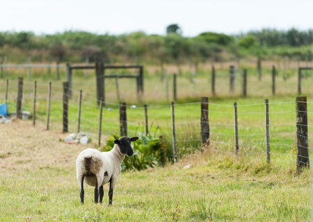 Black face sheepの写真素材