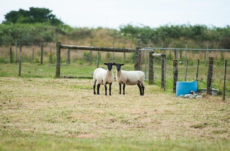 Pair of Black face sheep   looking to camera