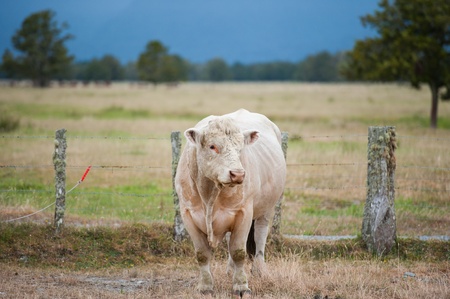 Angry white bull (selective focus)の写真素材