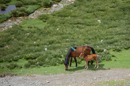 Tibetan horse family
