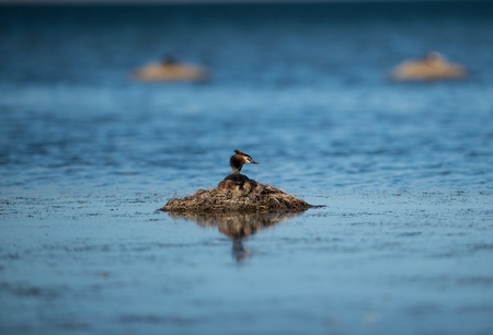 Tibetan teal in nest (selective focus)の写真素材