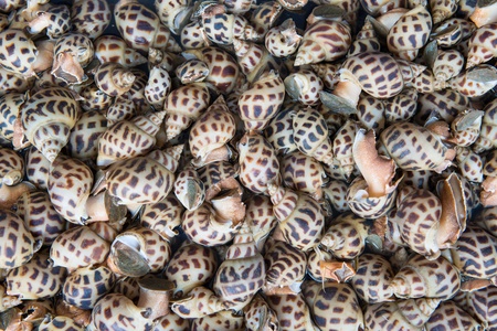 Sea shells background