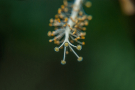 Close-up Hibiscus flowers in the tropical garden Thailand.の写真素材