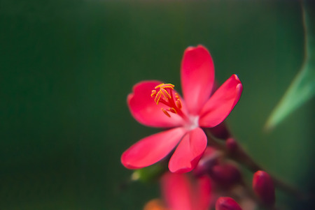 Close-up red Peregrina or Jatropha integerrima tree is herbs. Medicinal Plants in garden, Latex and seeds are toxic.の写真素材