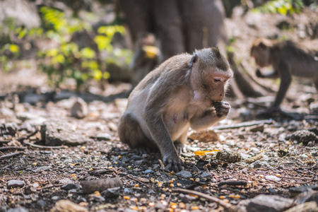 Female monkeys are eating foodの写真素材