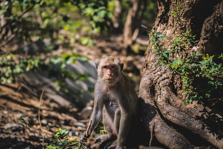 Monkey staring with suspicion.の写真素材