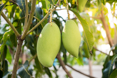 Green mango bunch on the tree. Big balls to eat. Two results. Selective focus.の写真素材