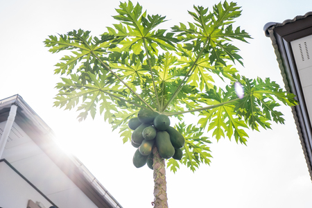 Papaya is a green and yellowish fruit that grows on the planted backyard.の写真素材