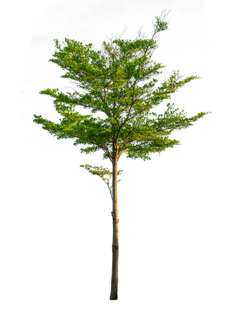 Tree isolated on white background. Object element for design. The collection of trees. With clipping path. の写真素材