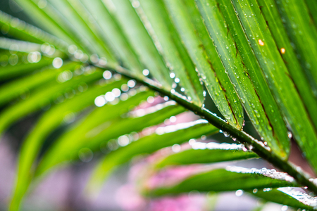 Dew on coconut leaves. Moments after rain. select focus. Bokeh background.の写真素材