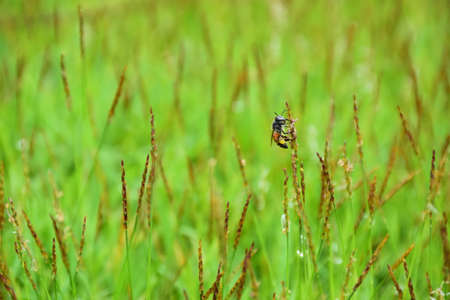 Little Bee