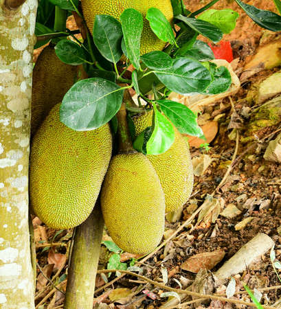 Jackfruit treeの素材