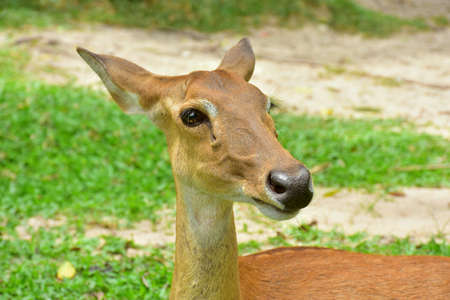 Brown antlered deer with natureの素材