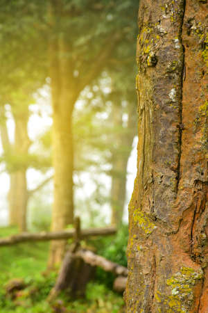 Trees and sunshine in the morning on spring forest with a blurred background. Tropical forest.