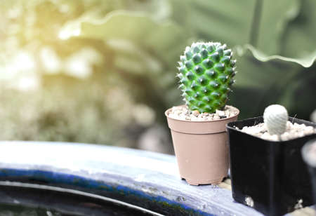 Cactus for decorative in nature garden with sunlight at morning time. Vintage color.の写真素材