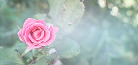 Pink color roses in nature garden with white smoke and blurred background. selective focus. Valentine concept.の写真素材