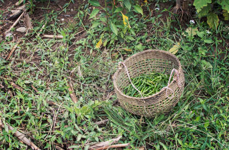 Green Chillies mixed in the basket.