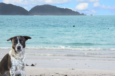 Dog sitting on the beach with sea nature background.の写真素材
