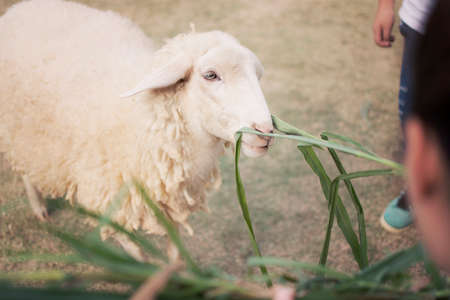 The white sheep with enjoy eating in farm at morning time.の写真素材