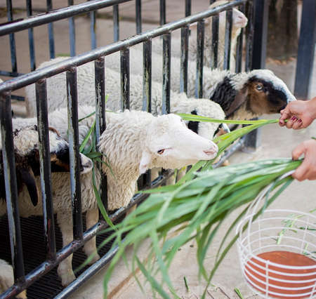 Sheeps in farm. Sheeps enjoy eating grass in farm with selective focus.の写真素材