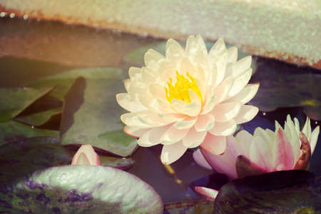 Beautiful pink waterlily or lotus flower in pond with clipping path.の写真素材