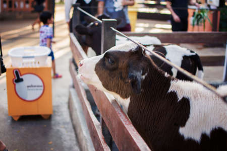 Cows in farm. Dairy cows. selective focus.の写真素材