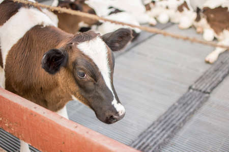 Cows in farm. Dairy cows. selective focus.の写真素材