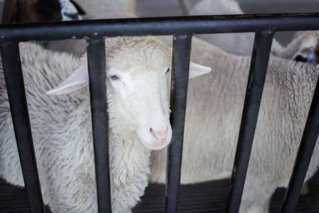 Cows in farm. Dairy cows. selective focus.の写真素材