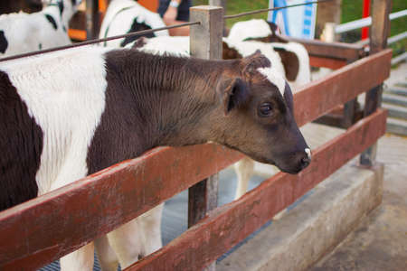 Cows in farm. Dairy cows. selective focus.の写真素材