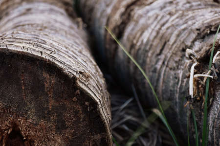 The stems of the coconut are cut in the garden.の写真素材