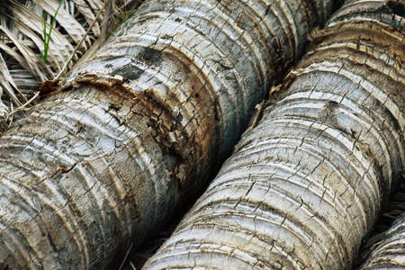 The stems of the coconut are cut in the garden.の写真素材