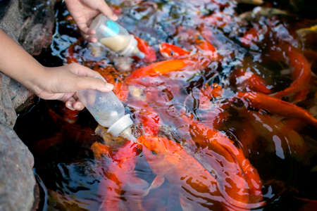 Carp feeding with milk in the pool.の写真素材