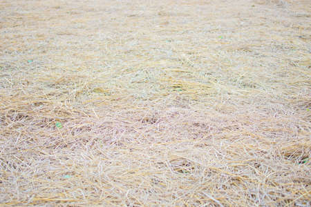 Hay agriculture texture background in the farm.の写真素材